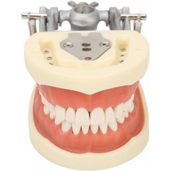 NEW (read notes) Standard Teeth Model Dental Teaching Standard Typodont Demonstration Soft Gum Teeth Model with 32 Teeth