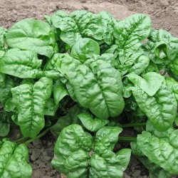 NEW 100 SEEDS ECOSEEDBANK - Giant Noble Spinach Seeds