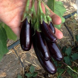 NEW 25 SEEDS ECOSEEDBANK - Little Fingers Eggplant Seeds