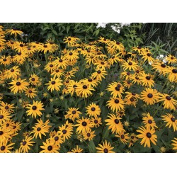 NEW PACK OF 200 HUNDREDFOLD BLACKEYED SUSAN FLOWER SEEDS